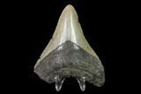 3.12" Fossil Megalodon Tooth - North Carolina - #130049-1